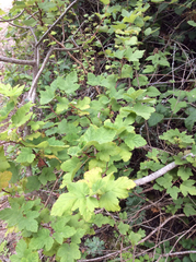 Ribes sanguineum glutinosum