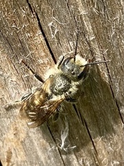 Osmia aurulenta