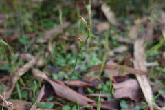 Pterostylis parviflora