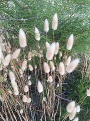 Lagurus ovatus