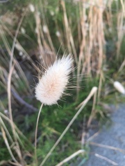 Lagurus ovatus