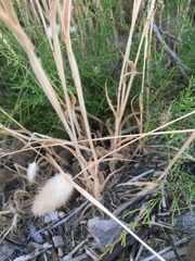 Lagurus ovatus