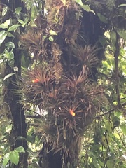 Guzmania angustifolia