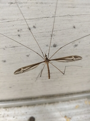 Tipula caloptera