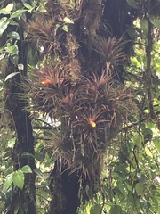 Guzmania angustifolia