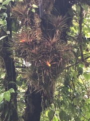 Guzmania angustifolia