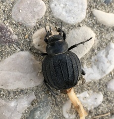 Pimelia bipunctata