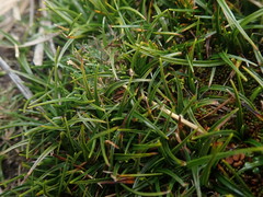Carex horizontalis