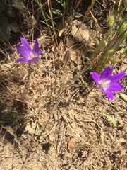Brodiaea elegans elegans