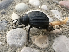 Pimelia bipunctata