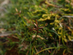 Carex horizontalis
