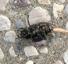 Pimelia bipunctata