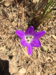 Brodiaea elegans elegans