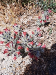 Echium albicans