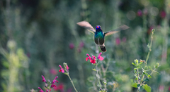 Cynanthus latirostris