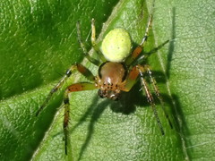 Araniella opisthographa