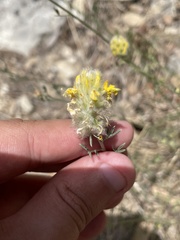 Dalea aurea