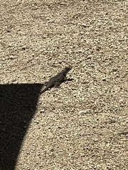 Sceloporus occidentalis