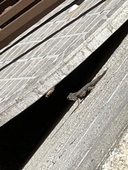 Sceloporus occidentalis
