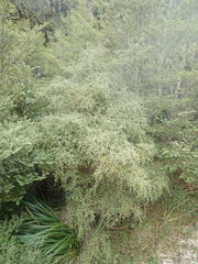 Coprosma pseudociliata