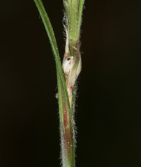 Scleria oligantha