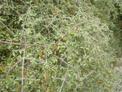 Coprosma pseudociliata