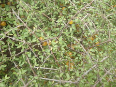 Coprosma pseudociliata