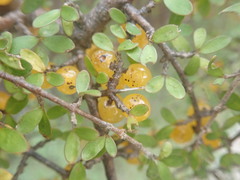 Coprosma pseudociliata
