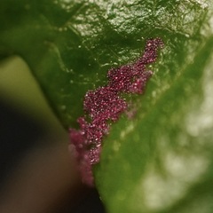 Acalitus longisetosus