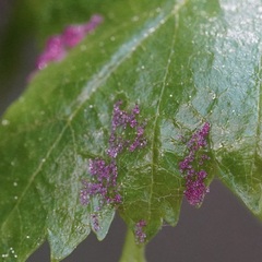 Acalitus longisetosus