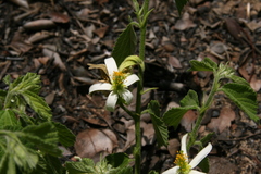 Grewia avellana