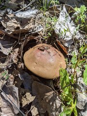 Xerocomellus salicicola