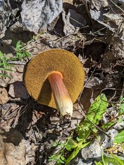 Xerocomellus salicicola