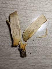 Xerocomellus salicicola