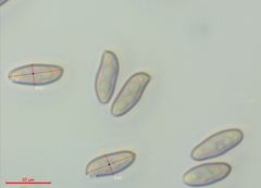 Xerocomellus salicicola