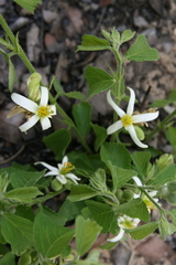 Grewia avellana