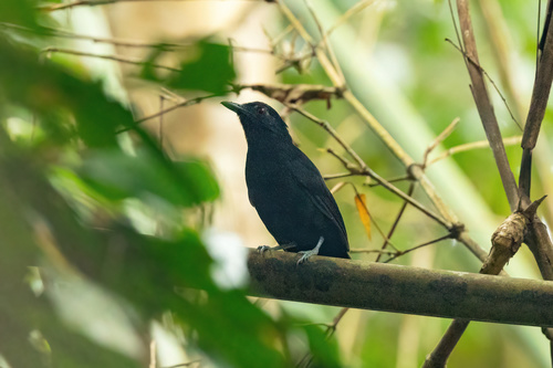 Goeldi's Antbird