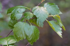 Acalitus longisetosus