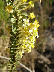 Struthiola argentea