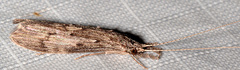 Oecetis cinerascens