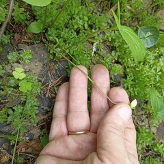 Viola epipsila