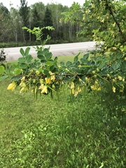 Caragana arborescens