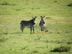 Equus zebra zebra
