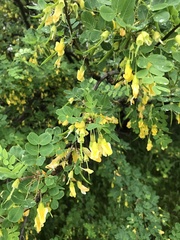 Caragana arborescens