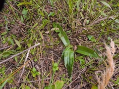 Chloraea membranacea