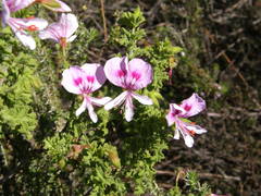 Pelargonium crispum