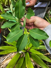 Erythroxylaceae