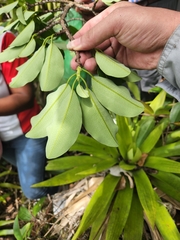 Erythroxylaceae