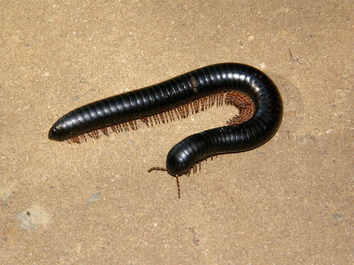 Doratogonus annulipes