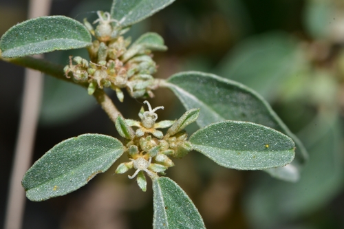Croton monanthogynus